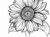Sunflowers Realistic Clipartmag Draw Getdrawings Divyajanani sketch template