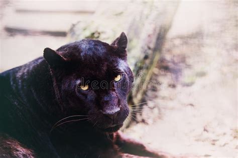 mooie zwarte panter stock foto afbeelding bestaande uit zwart