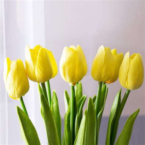 photo yellow tulip art bloom blooming   jooinn