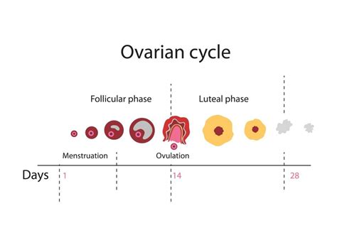 what does fertile mean time to view deep insights