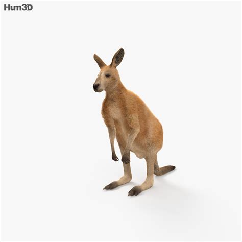 kangaroo hd  model animals  humd