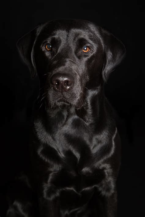 photo black dog portrait animal black dog
