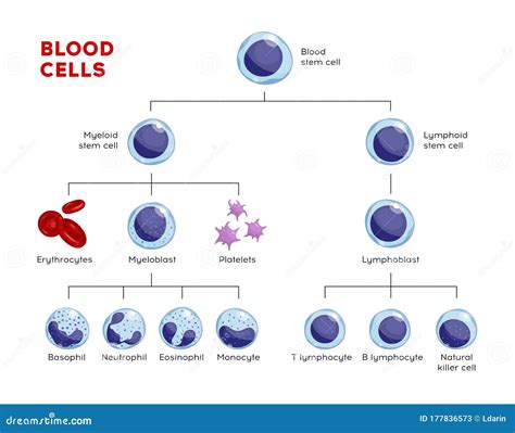 types  lymphocytes  lymphocytes  lymphocytes nk lymphocytes
