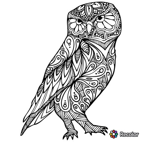 pin  eileen rivera  zentangle art owl coloring pages owl vector