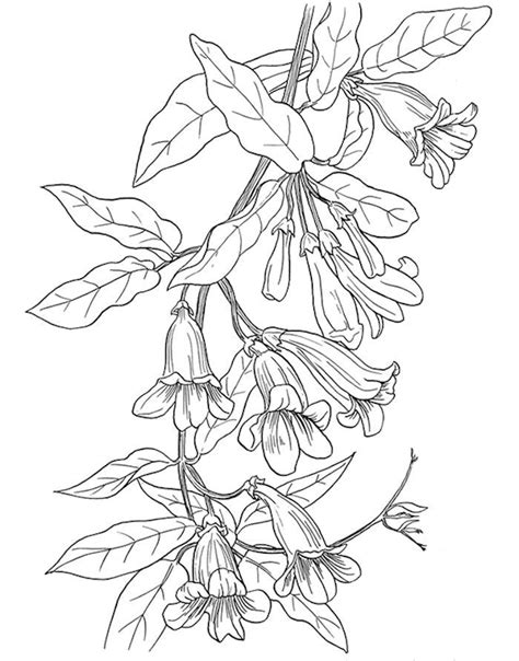 flower vines coloring pages flower drawing coloring pictures flower
