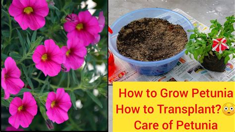 petunia care  pots  home garden