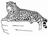 Coloring Cheetah Pages Getcolorings sketch template