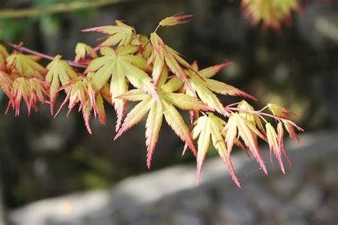 Japanese Maples Not Leafing Out Reasons For No Leaves On