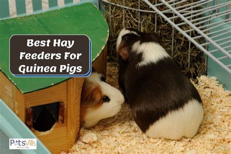 hay feeders  guinea pigs   mess  review