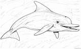 Dolphin Realistic Coloring Pages Underwater Coloring4free sketch template