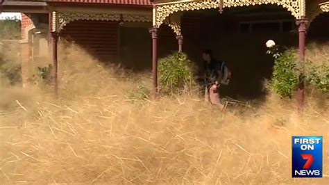 matt s weather rapport hairy panic of australian tumbleweeds buries