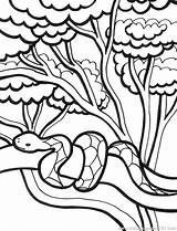 Coloring Pages Rainforest Getcolorings Tropical Awesome sketch template
