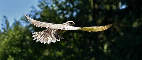 air force studied falcons  develop  bio mimicking drone defense