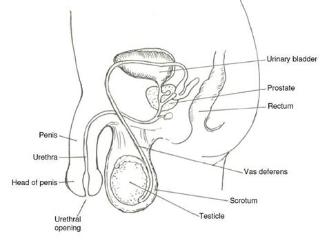 Diagrams Of Male Reproductive System 101 Diagrams