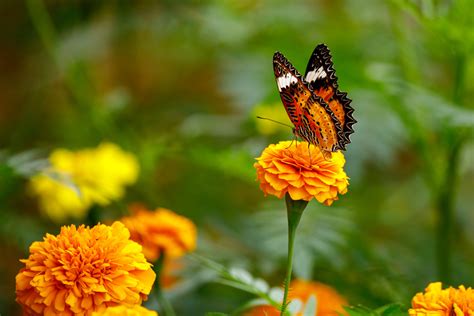 create butterfly garden storables