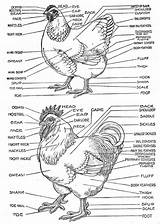 Chickens Anatomy Rooster Hen Roosters Poultry Anatomi Ayam Anatomia Hens Tell Backyard Bantam Silkie Backyardchickens Fowl Poule 4h Feathers Anatomie sketch template