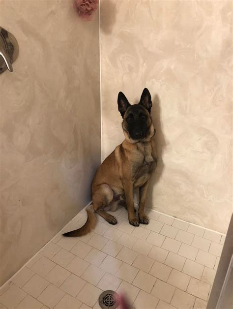 stage  clinger rbelgianmalinois