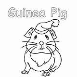Guinea Pig Pigs Momjunction Cdn2 sketch template