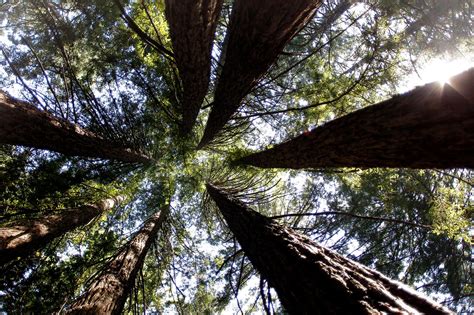 Clones Of 75 Coastal Redwoods To Be Planted In Presidio