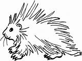 Porcupine Coloring Pages Ages Educative Printable sketch template