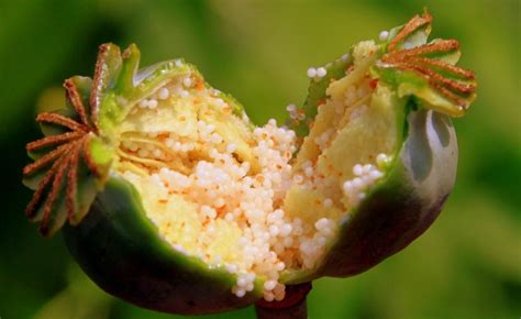 Capsules Garden Opium Papaver Poppy Pods Raw Image Finder
