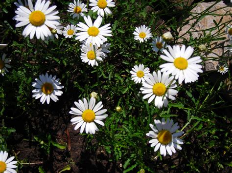 wild daisies  sweet garden flower  western  york buffalo