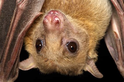 fruit bats  transform echoes  vision study shows  times
