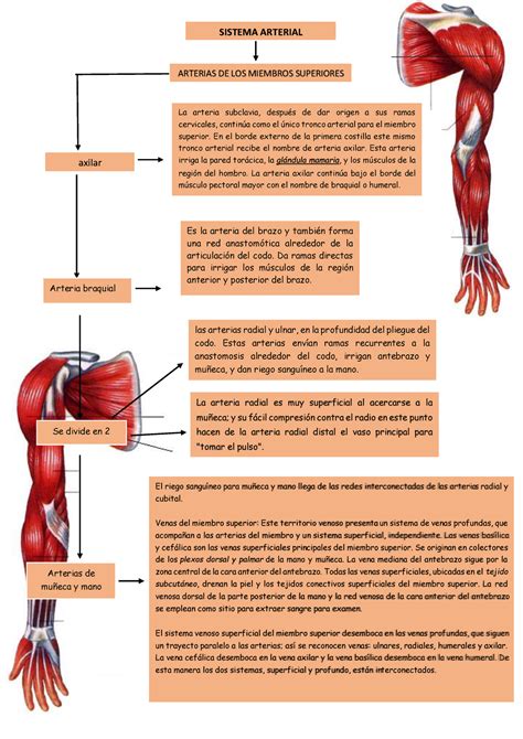anatomia mapa de miembro superior sistema arterial arterias de los miembros superiores axilar