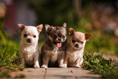 care   chihuahua puppies furry babies