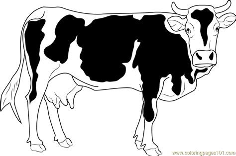 cattles coloring page  kids   printable coloring pages
