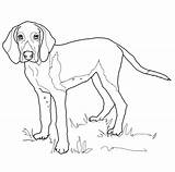 Coloring Pages Weimaraner Foxhound Dog Hound American Fox Printable Coon Coonhound Dogs Drawing Template English Color Kids Print sketch template