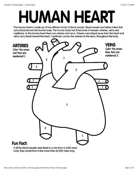 cool human heart worksheets  kindergarten vegetables printables