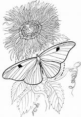 Coloring Pages Butterfly Purplekittyyarns sketch template