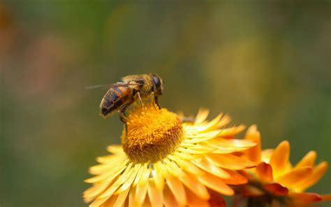 wallpaper bee petals pollination  wallpaperup