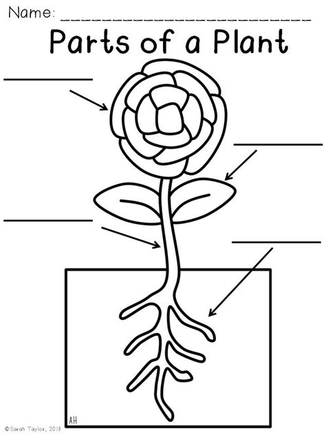 plant parts coloring worksheet coloring pages