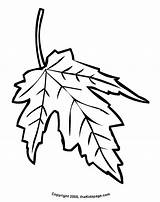 Coloring Leaf Pages Printable Maple Popular Colouring sketch template