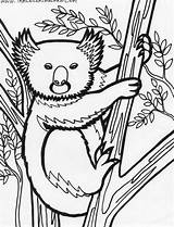 Koala Coloring Pages Kids Bear Printable Animal Cute sketch template