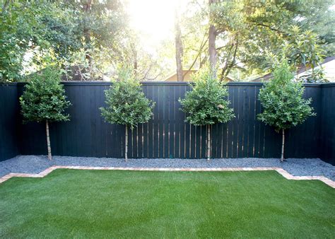 row  evenly spaced eagleston hollies    fence