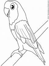 Parakeet Coloring Pages Kids Birds Print sketch template