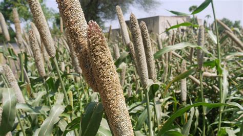 le mil ou le pennisetum glaucum une cereale nutritive originaire