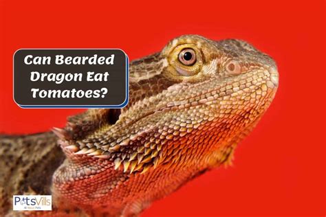 bearded dragons eat tomatoes comprehensive feeding guide