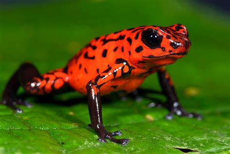 poison frogs   babies toxic  national geographic blog