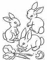 Conejo Zanahoria Conejos Comiendo Carrot Pintarcolorear Buscando sketch template