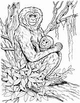 Coloring Monkey Pages Baby Mother Gibbon Chimpanzee Realistic Adults Detailed Monkeys Printable Print Color Drawing Primate Animals Child Public Daughter sketch template