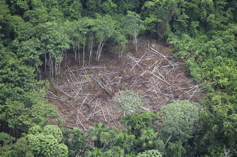amazonian warriors capture  strip illegal rainforest loggers