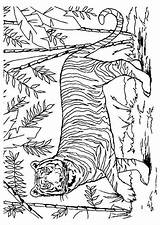Tijger Coloriage Tigre Mandala Animaux Colorier Tijgers Dieren Hugolescargot Paysage Leeuw Coloriages Tiger Adulte Savane Omnilabo Tigres Volwassenen Terborg600 Enfant sketch template