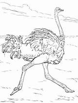 Autruche Coloriage African Deserto Ostrich Avestruz Struzzo Exclusif Supercoloring Imprimer sketch template
