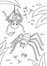 Spinnen Kleurplaten Herfst Spin sketch template