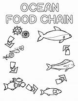 Chain Food Ocean Colouring Book Elements sketch template