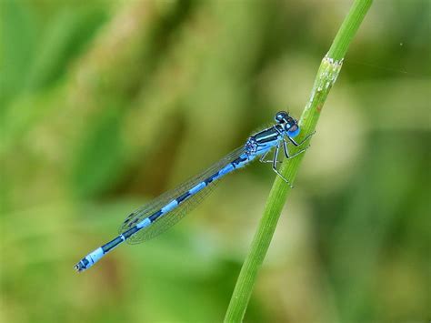 blue dragonfly beauty dragonfly flying insect      laminated poster  bright